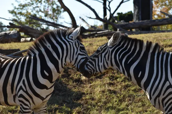 קרייזי פוקס קזינו תמיכה